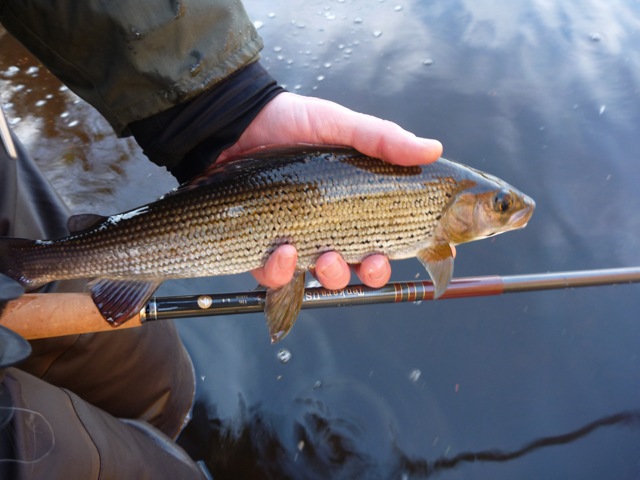 Tenkara nymphing Success - First Grayling on a tenkara rod