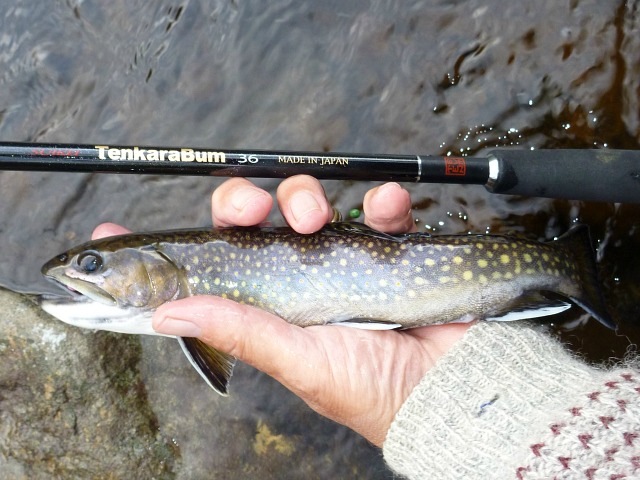 Tenkara bum 36