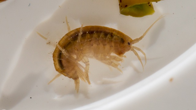 Gammarus or Scud