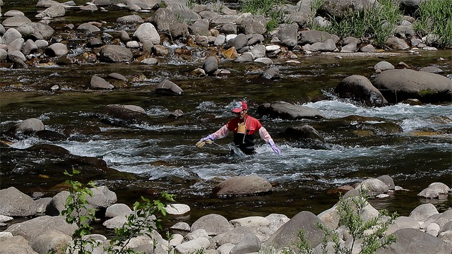 Hirata san deep wading to collect live nymphs for keiryu fishing