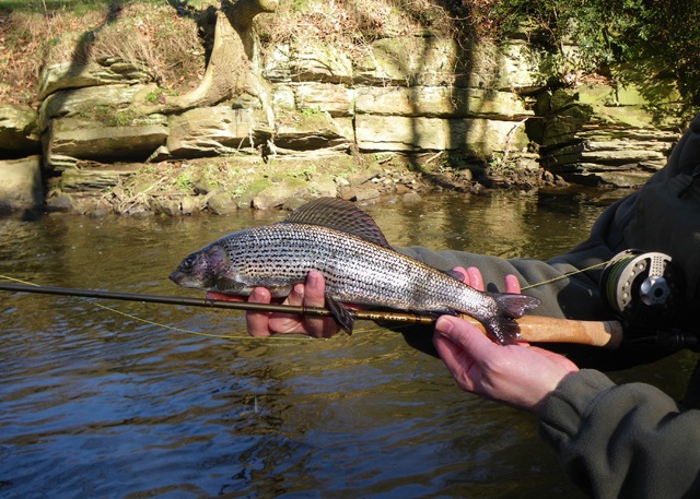 Grayling don't know if you have a reel or a tenkara rod when they take a nymph