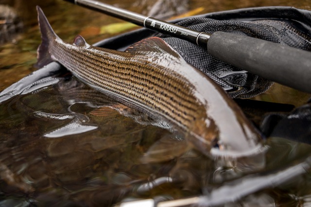 Discover Tenkara Karasu Rod and Grayling