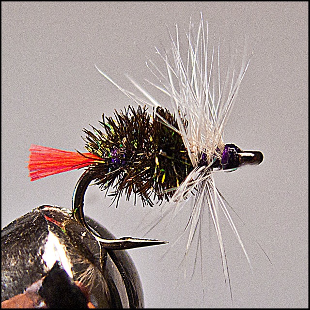 Sturdy's Fancy from Dry Fly Expert 