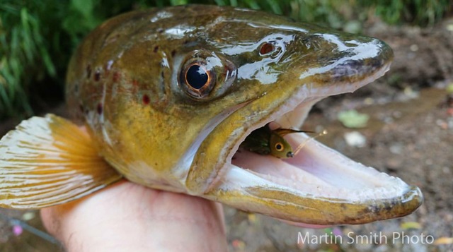 Trout taken on a Martin Smith Buggered Sculpin Fly