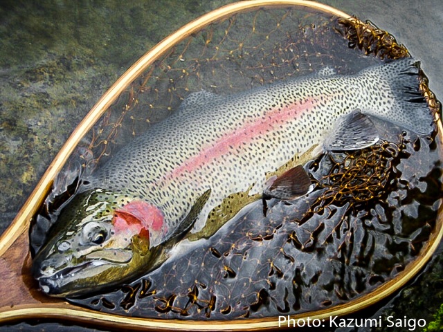 Big rainbow trout from Japan caught by Kazumi Saigo using these tactics