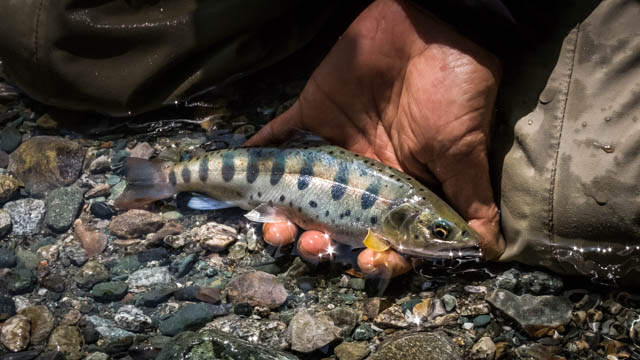 beautiful amago trout from Japan