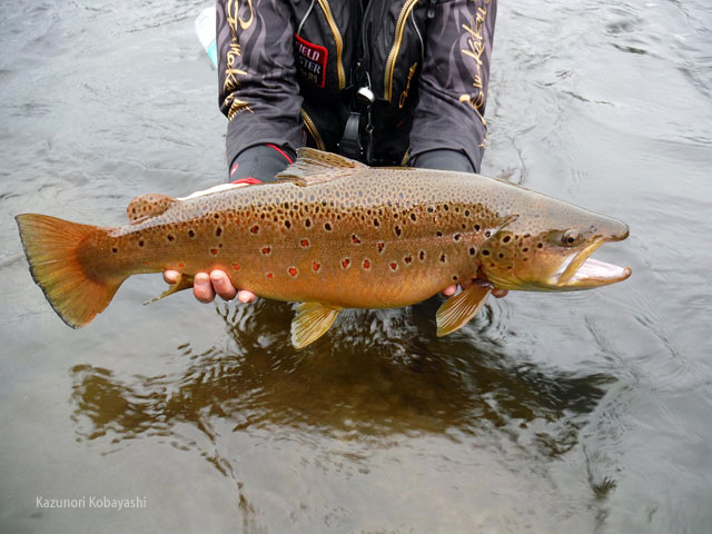 Big brown trout on tenkara