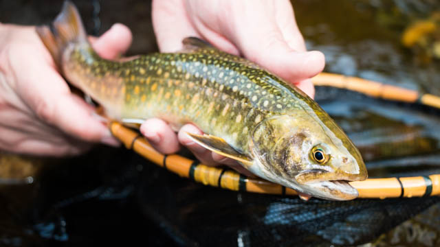 Tenkara Nymphing: A Guide to Success with Shin Takahashi