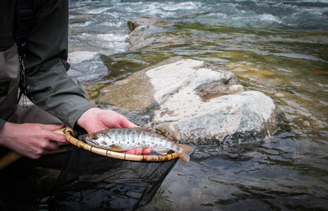 Yamame caught in a honryu river by Paul Gaskell