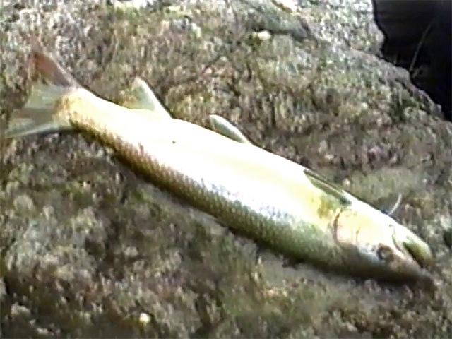 40cm iwana