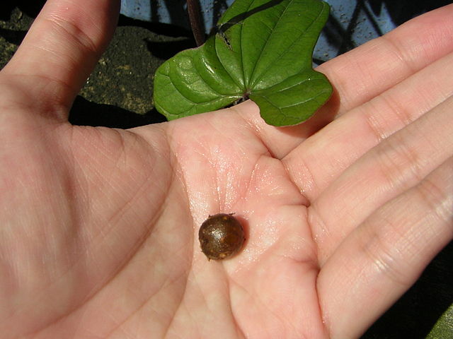 Mukago baby yam