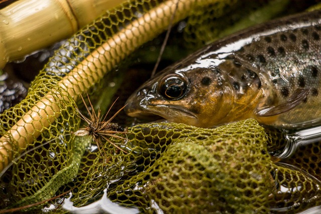 Yamada san's Akiyamago Kebari with a trout