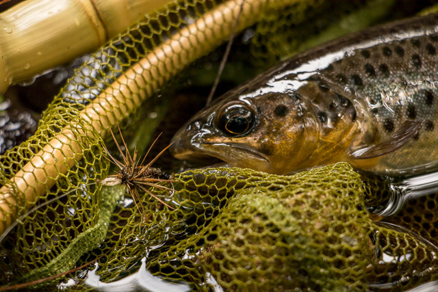 Yamada san Akiyamago kebari and English Brown Trout