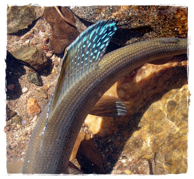 Anthony Naples Arctic Grayling