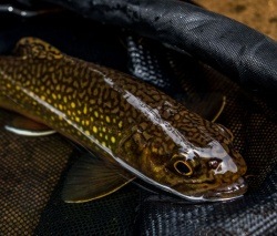 Hypnotic Tenkara Fly Manipulation Technique