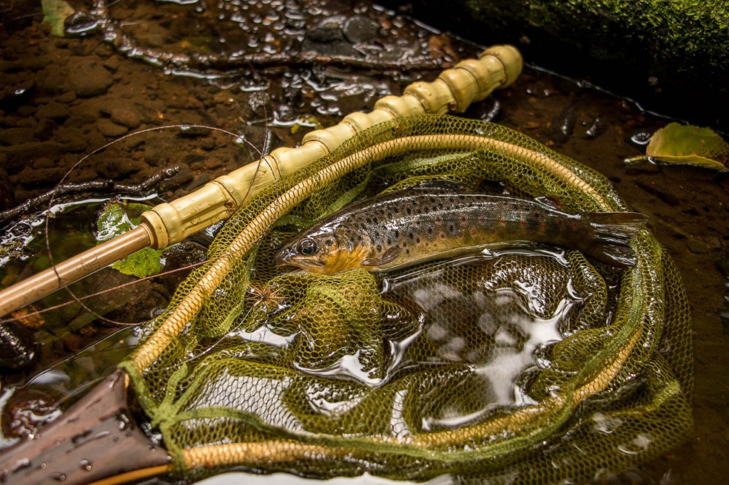 Saitou san bamboo rod and net horsehair line akiyamago kebari and trout