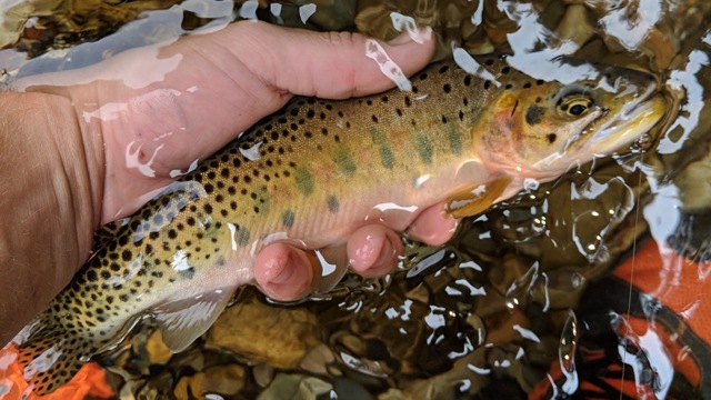 Lovely Idaho Trout ready for release
