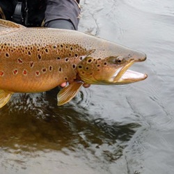 Honryu Tenkara: Big Rivers & Powerful Flows