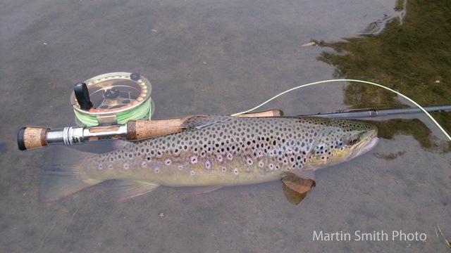 The Ultimate Goal for All Trout Flies: A Big Wild Trout