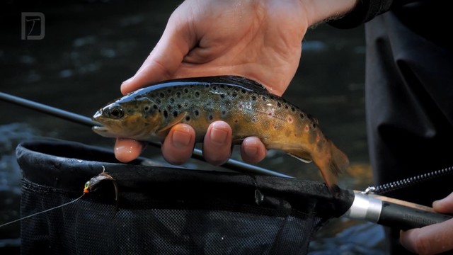 Biohackers Guide to Fly Fishing Streamer Capture