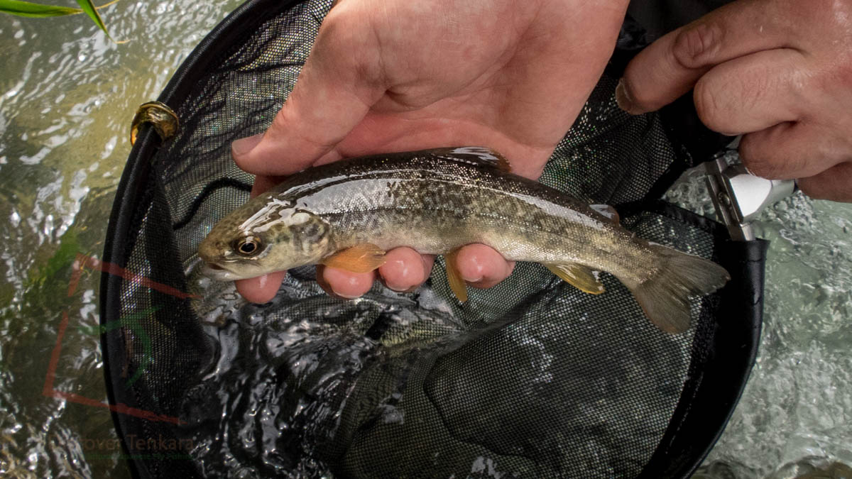 marble trout from Italy caught on tenkara