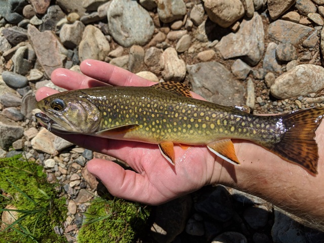 Idaho Brook Trout