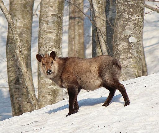 Japanese Serow or Kamoshika