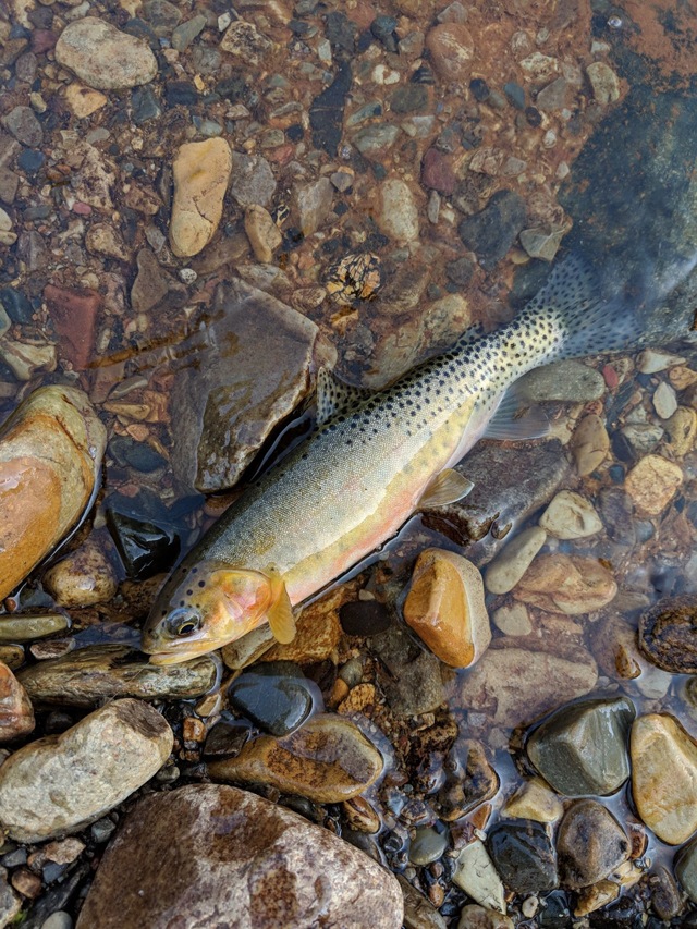 Trout in the shallows