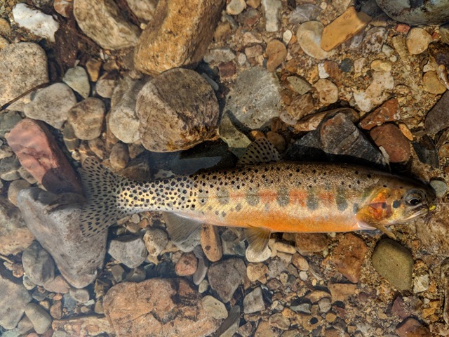 Lovely Idaho Cutthroat