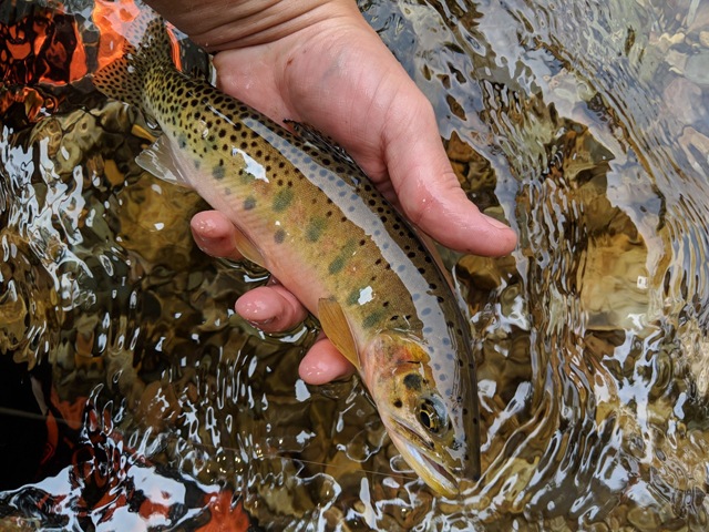 Cutthroat like these make for some of the best trout fishing in Idaho