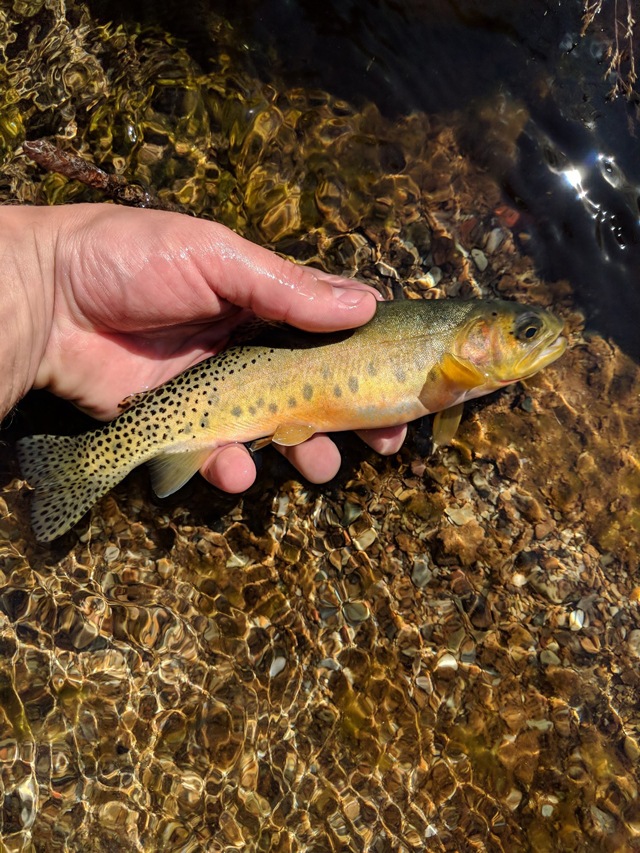 Cutty from Idaho Creek