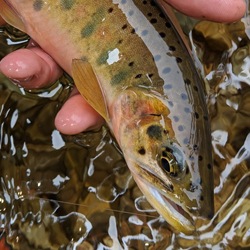 Best Trout Fishing in Idaho