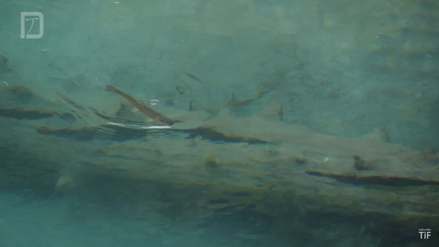 Deep clear blue pool and brown trout Italian Dolomites