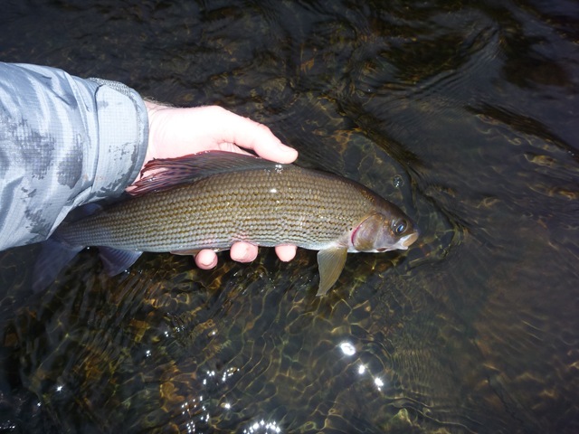 Grayling on a tenkara rod - using european nymph tactics