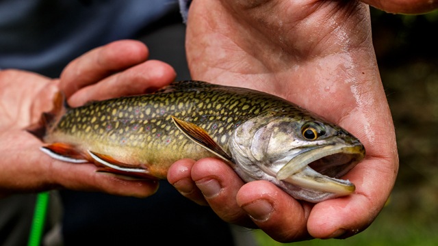 Fly Fishing in Italy: Brook trout capture