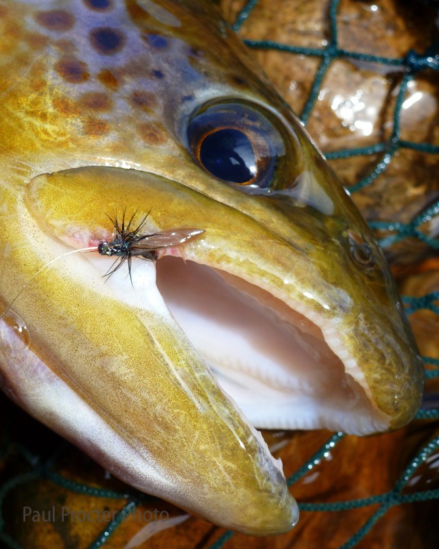 Proof of the pudding for all trout flies: Paul Procter APT in the mouth of a big wild brown trout 