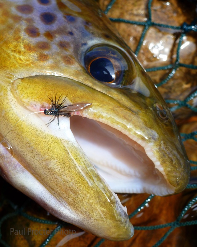 Gorgeous George Wet Trout Flies – 6-Pack, Loch Flies, Choice Of Hook Sizes