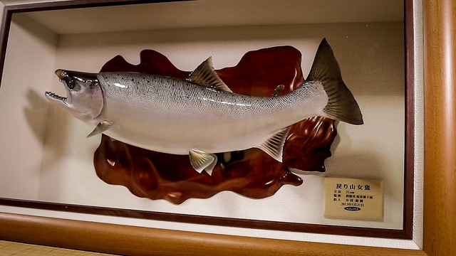 Huge migratory Yamame (Sakura masu) caught by Kobayashi san using Honryu Tenkara tactics