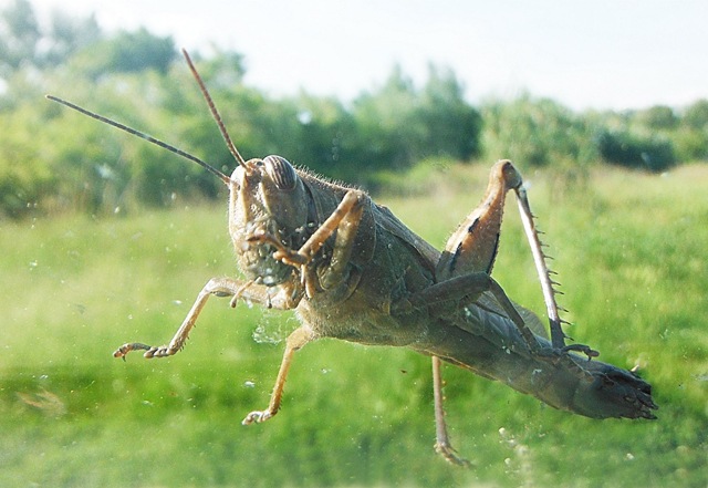 Italian Grasshopper