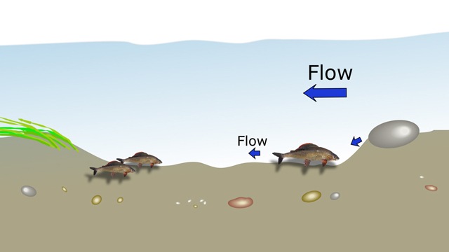 Reading the water: The riverbed features favoured by grayling