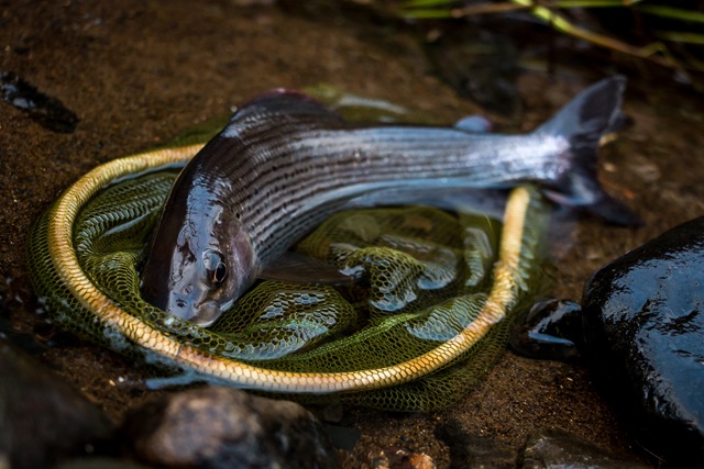 Grayling and Suzutake Bamboo Net