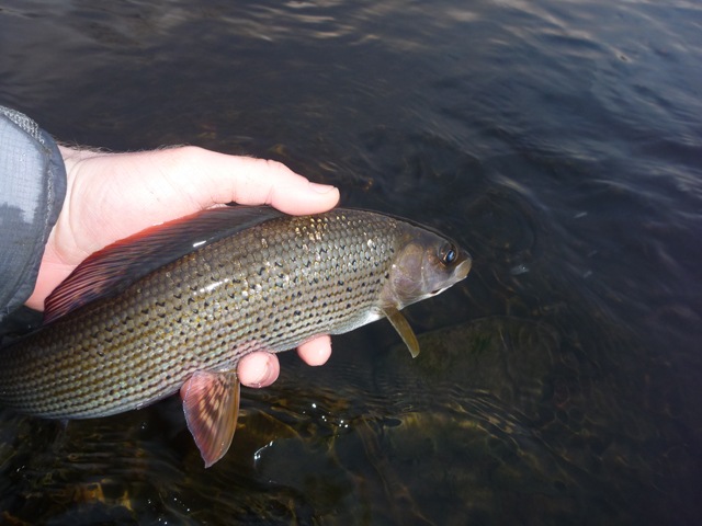 Grayling release