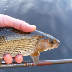 Tenkara Nymphing Secrets from the Source