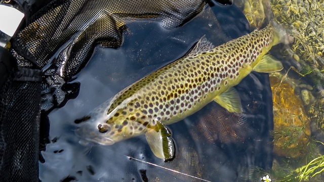 Browntrout and soft hackle kebari