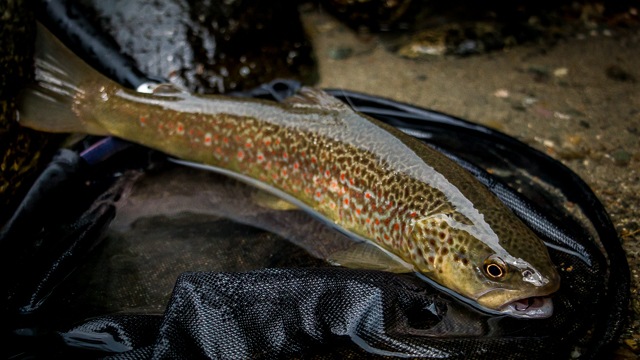 Hybrid marble and mediterranean brown trout