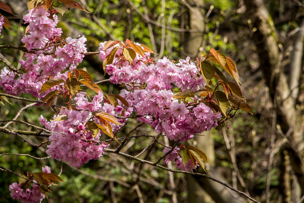 Cherry blossom on a branch