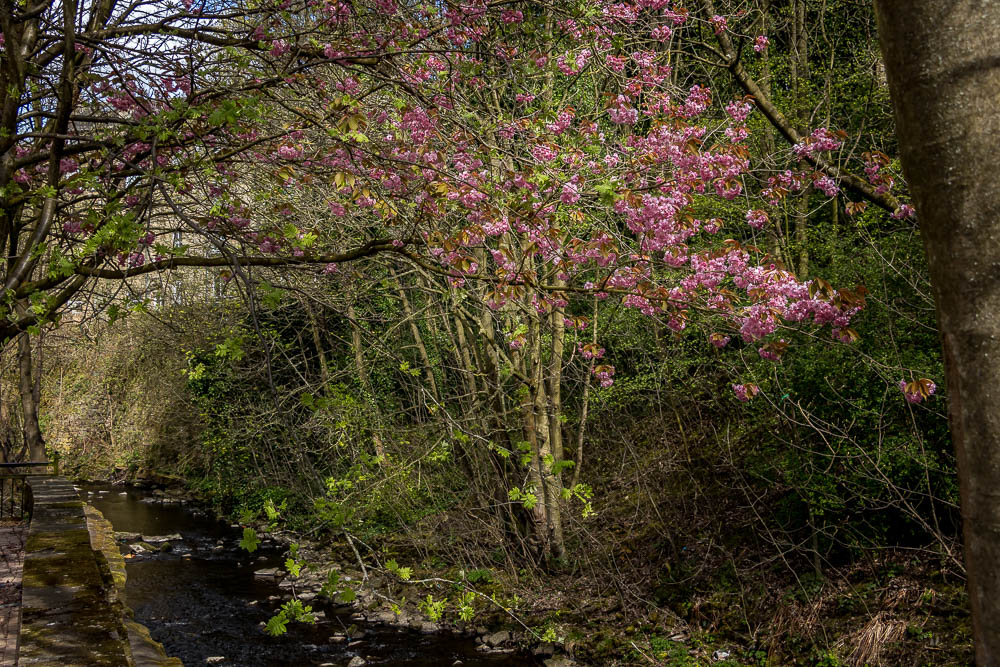 Cherry tree overhanging a trout stream