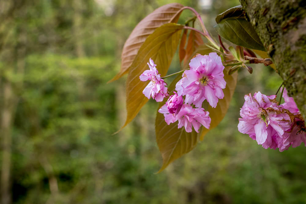 Close up single blossom