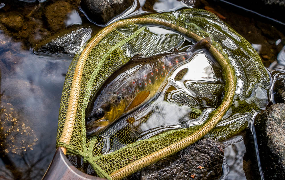 Plump wild trout resting in a bamboo landing net