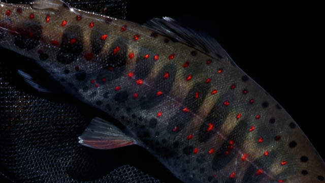 Vermillion spots on a beautiful Amago trout